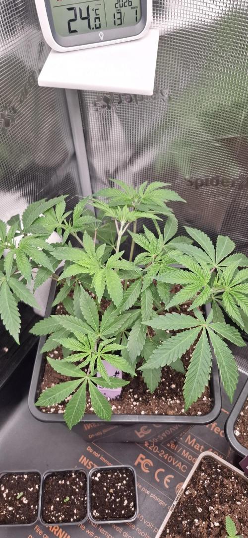 White OG x Runtz. Week 6