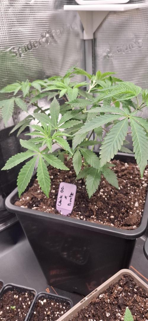 White OG x Runtz. Week 6