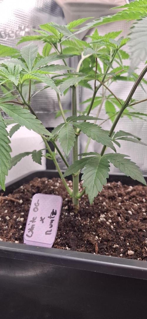 White OG x Runtz. Week 6
