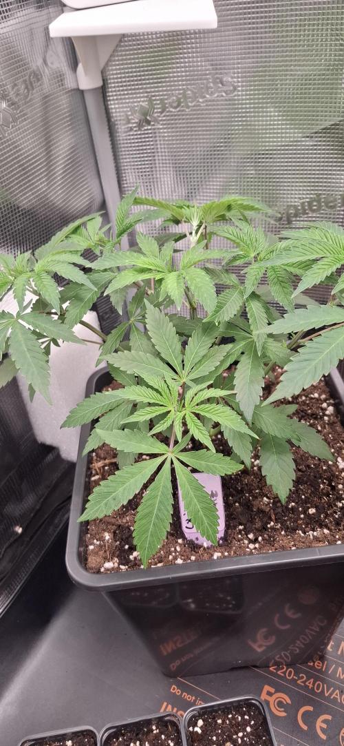 White OG x Runtz. Week 6