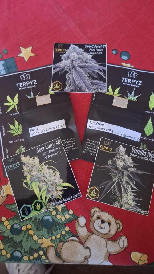 RainZ (RS11 x Gelato #41 x ZiZi) Reg.. Week 0