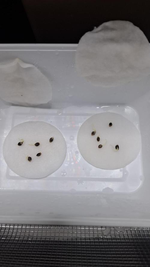 RainZ (RS11 x Gelato #41 x ZiZi) Reg.. Week 0