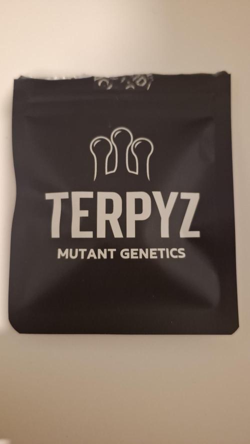 RainZ (RS11 x Gelato #41 x ZiZi) Reg.. Week 0