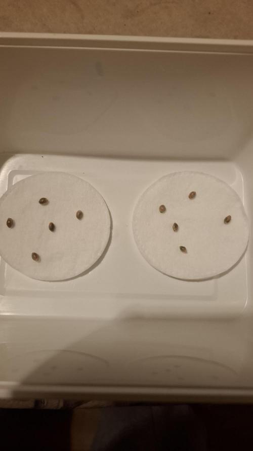 Ice Zone  (ICC x Gelato#41 x ZiZi) Reg.. Week 0