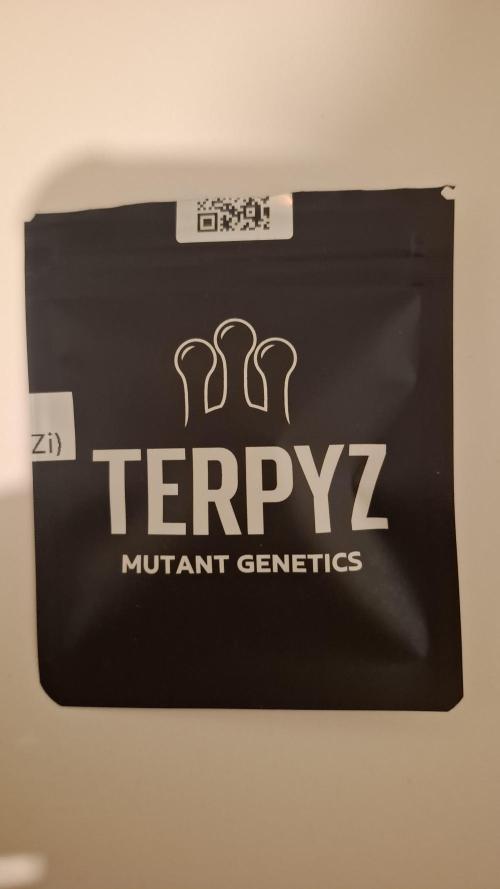 Ice Zone  (ICC x Gelato#41 x ZiZi) Reg.. Week 0