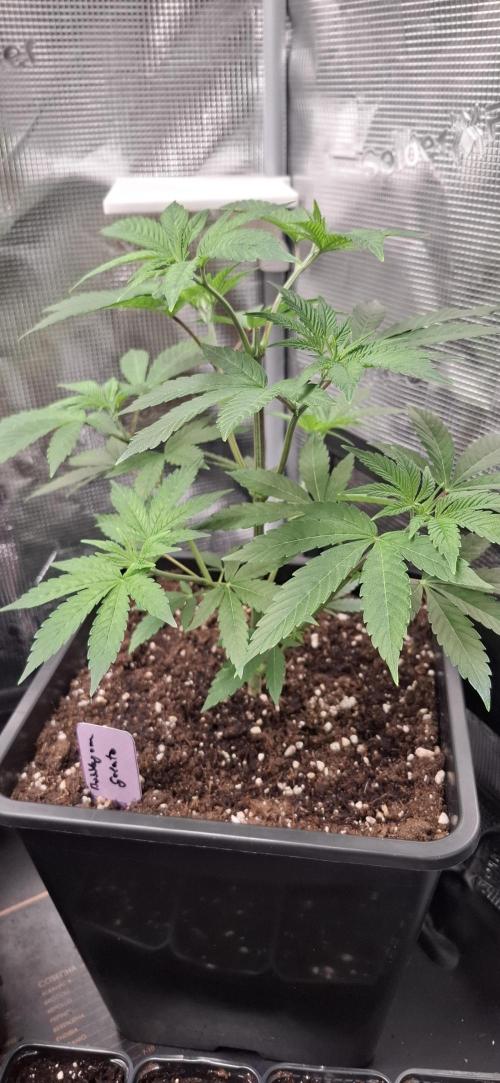 Bubblegum Gelato. Week 5