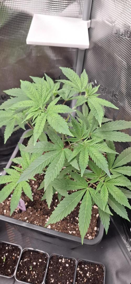 Bubblegum Gelato. Week 5