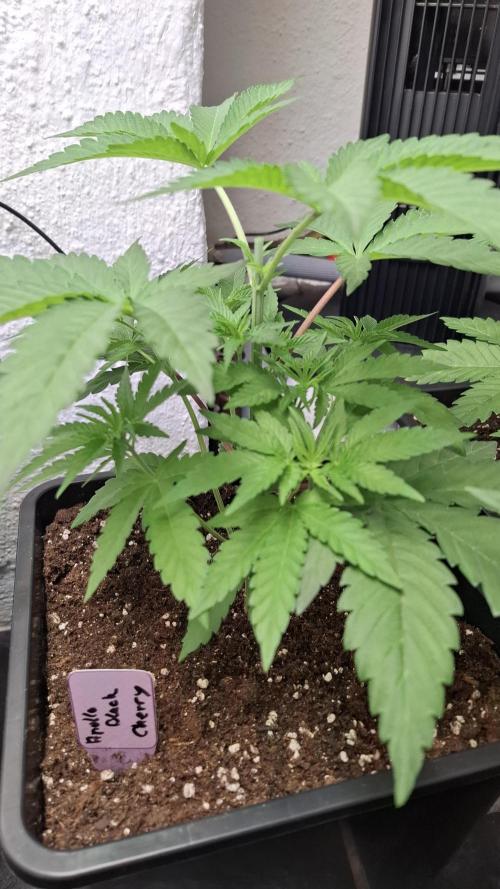 Apollo Black Cherry. Week 5