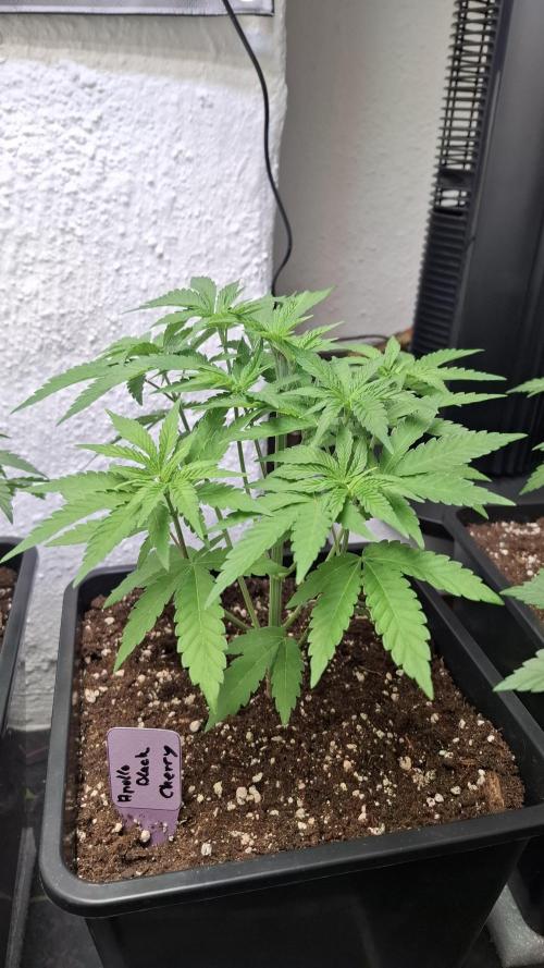 Apollo Black Cherry. Week 5