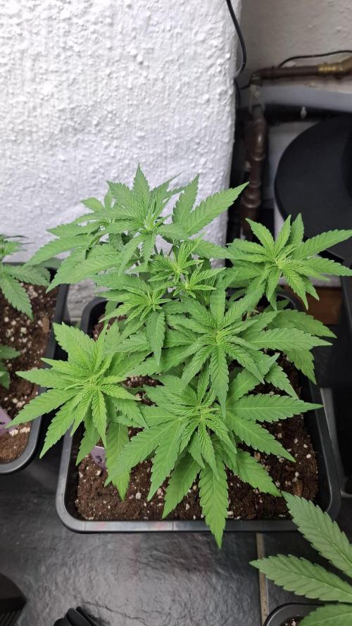 Apollo Black Cherry. Week 5