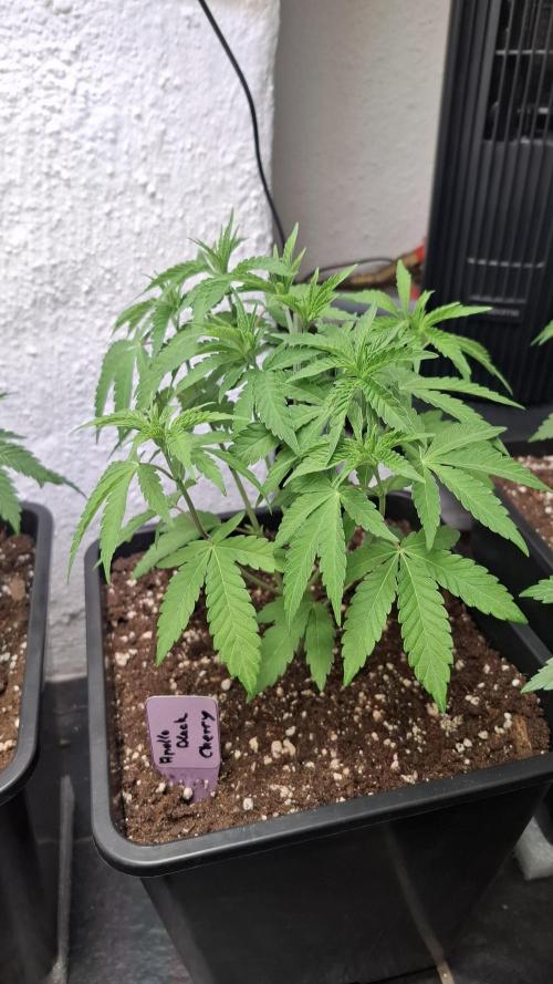 Apollo Black Cherry. Week 5