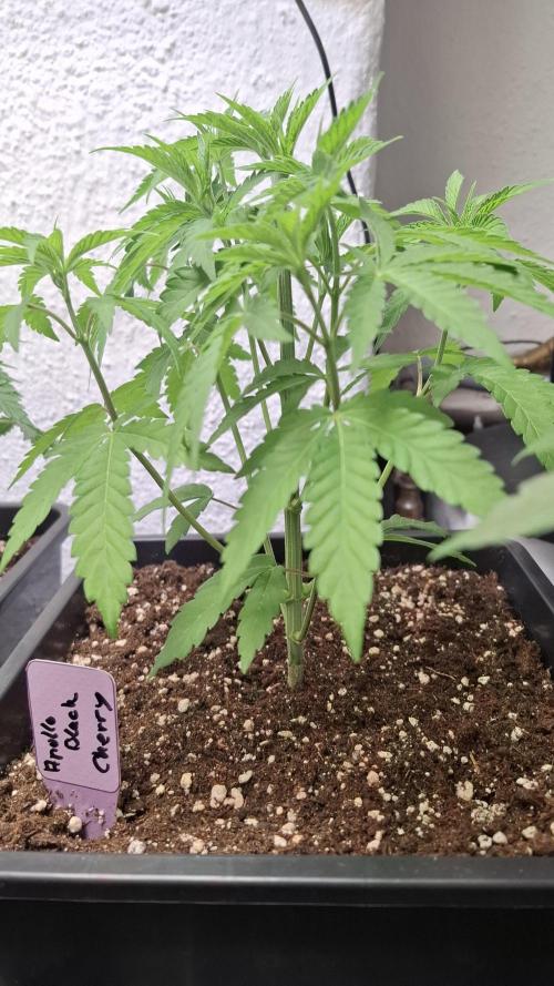 Apollo Black Cherry. Week 5