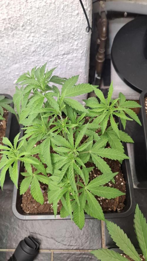 Apollo Black Cherry. Week 5