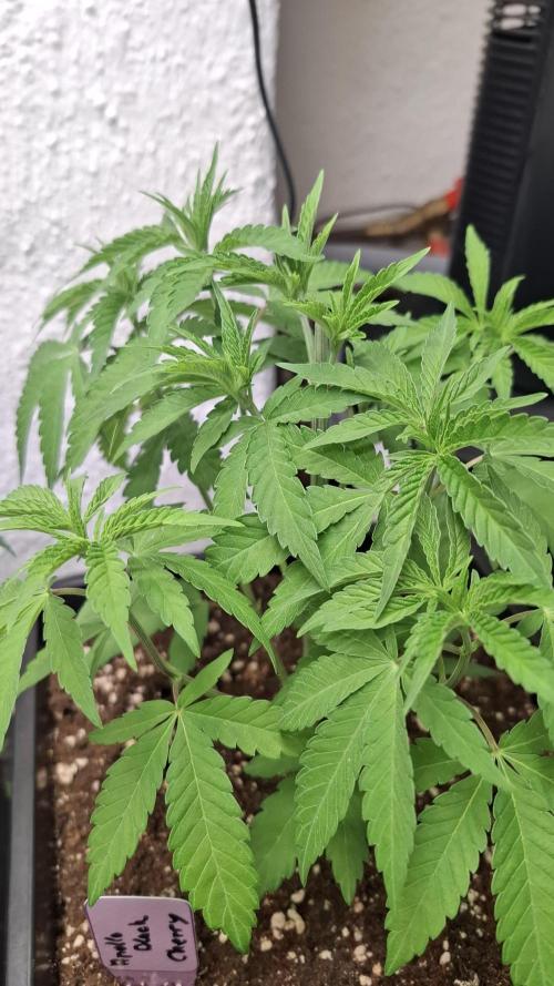 Apollo Black Cherry. Week 5