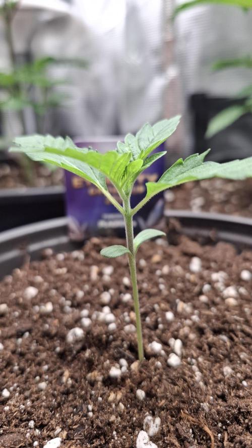 Eternity Grow Cup 26'. Week 3