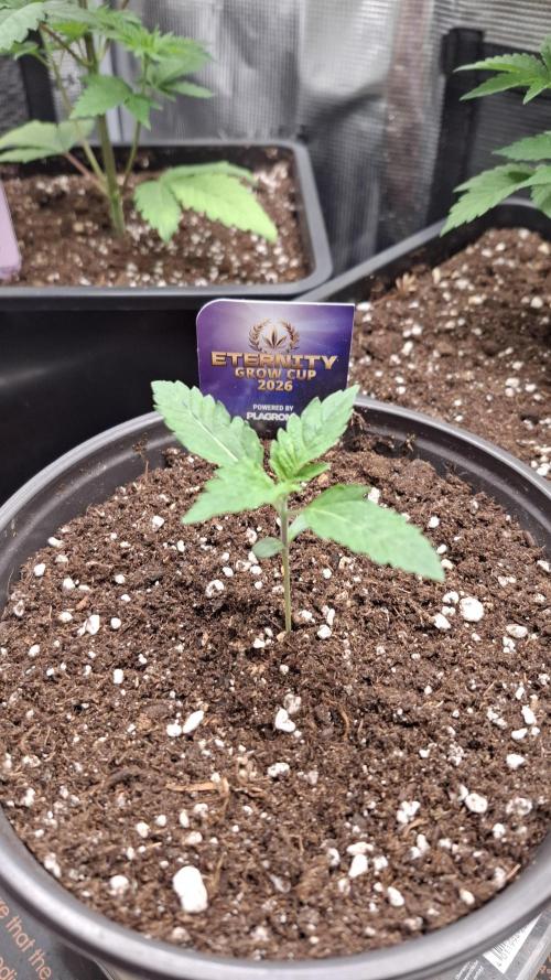 Eternity Grow Cup 26'. Week 3