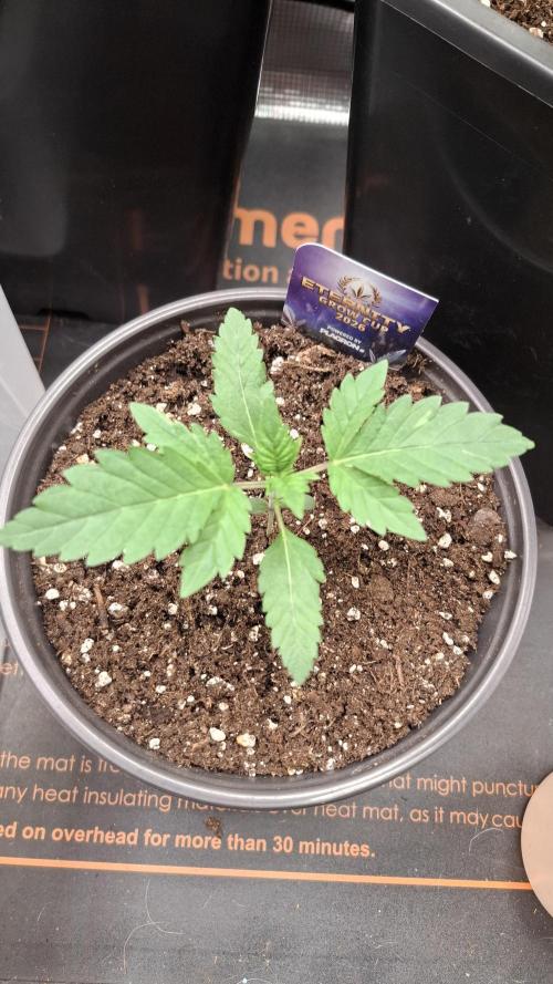 Eternity Grow Cup 26'. Week 3