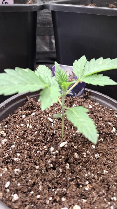 Eternity Grow Cup 26'. Week 3