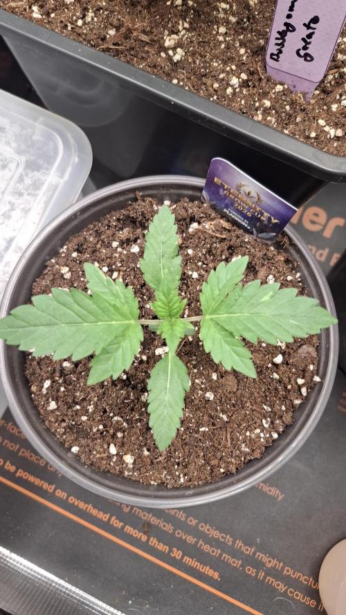 Eternity Grow Cup 26'. Week 3