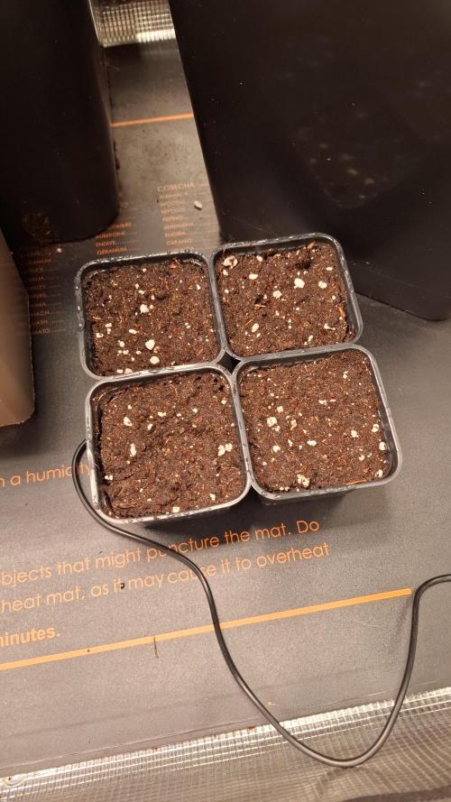 Ice Zone  (ICC x Gelato#41 x ZiZi) Reg.. Week 1