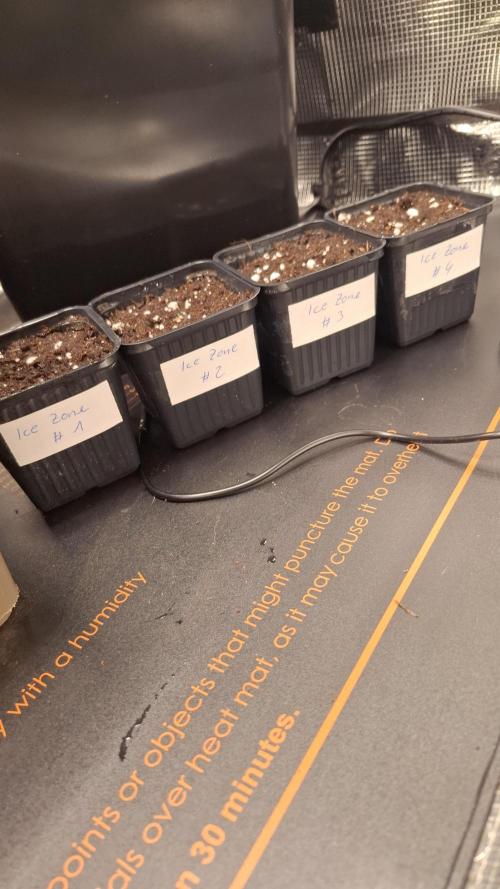 Ice Zone  (ICC x Gelato#41 x ZiZi) Reg.. Week 1