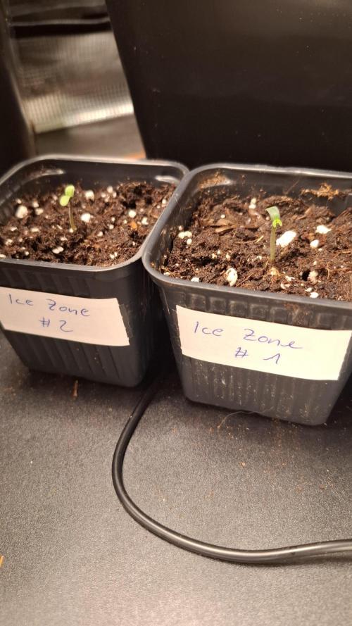 Ice Zone  (ICC x Gelato#41 x ZiZi) Reg.. Week 1