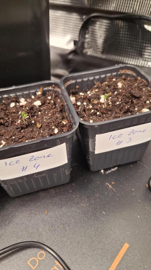 Ice Zone  (ICC x Gelato#41 x ZiZi) Reg.. Week 1