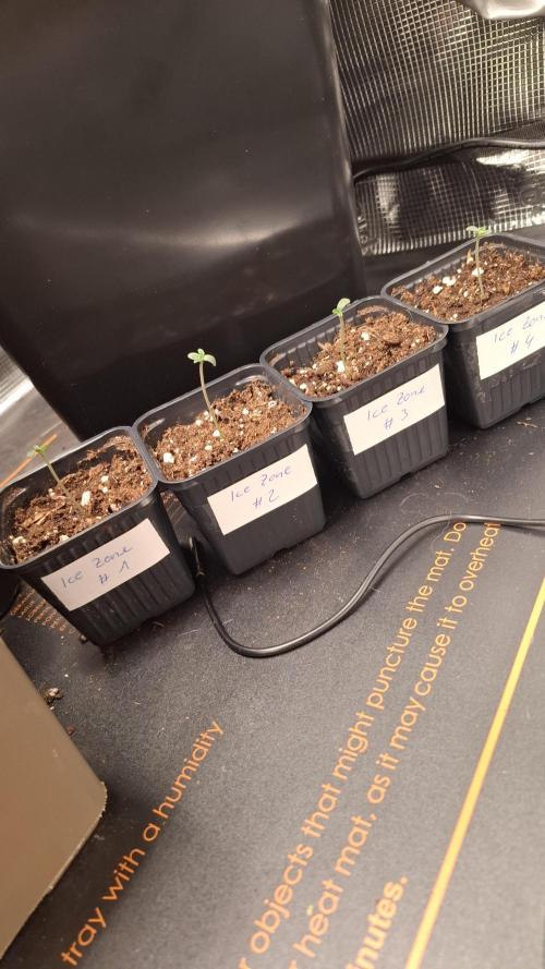 Ice Zone  (ICC x Gelato#41 x ZiZi) Reg.. Week 1