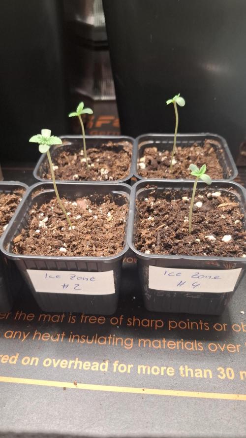 Ice Zone  (ICC x Gelato#41 x ZiZi) Reg.. Week 1