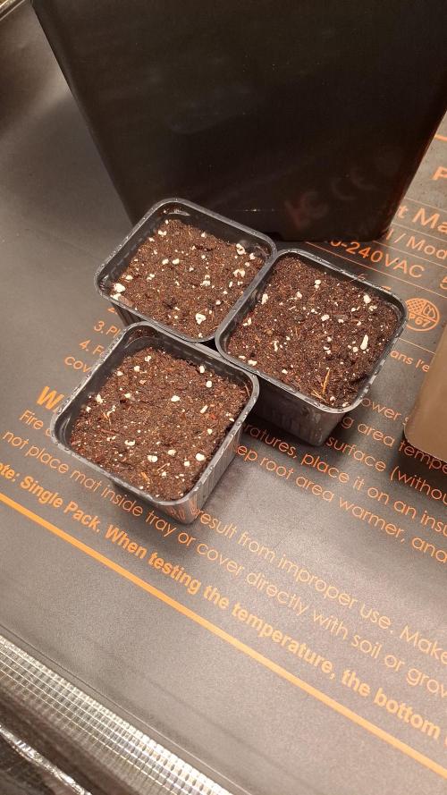 RainZ (RS11 x Gelato #41 x ZiZi) Reg.. Week 1