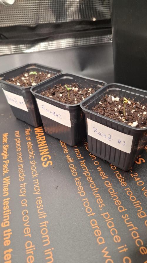 RainZ (RS11 x Gelato #41 x ZiZi) Reg.. Week 1