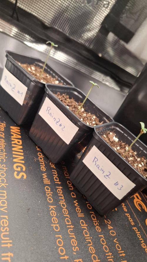 RainZ (RS11 x Gelato #41 x ZiZi) Reg.. Week 1