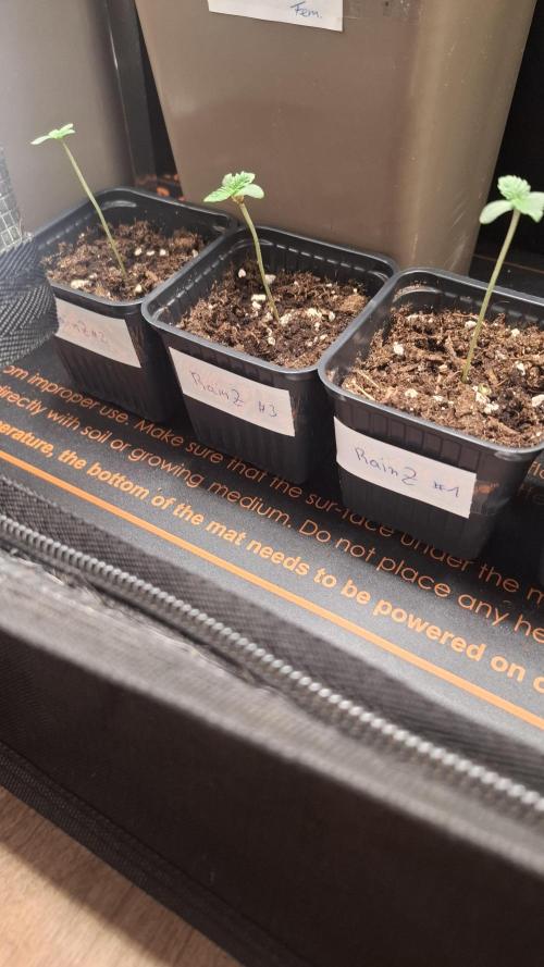 RainZ (RS11 x Gelato #41 x ZiZi) Reg.. Week 1