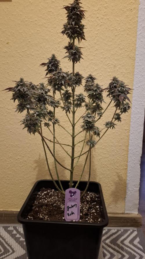 Glowberry Rush. Week 17