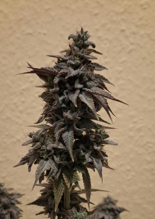 Glowberry Rush. Week 17