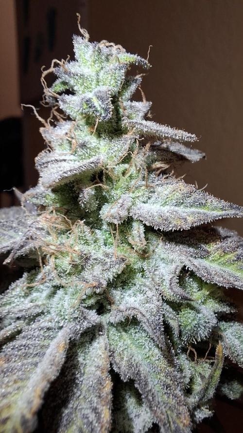 Glowberry Rush. Week 17