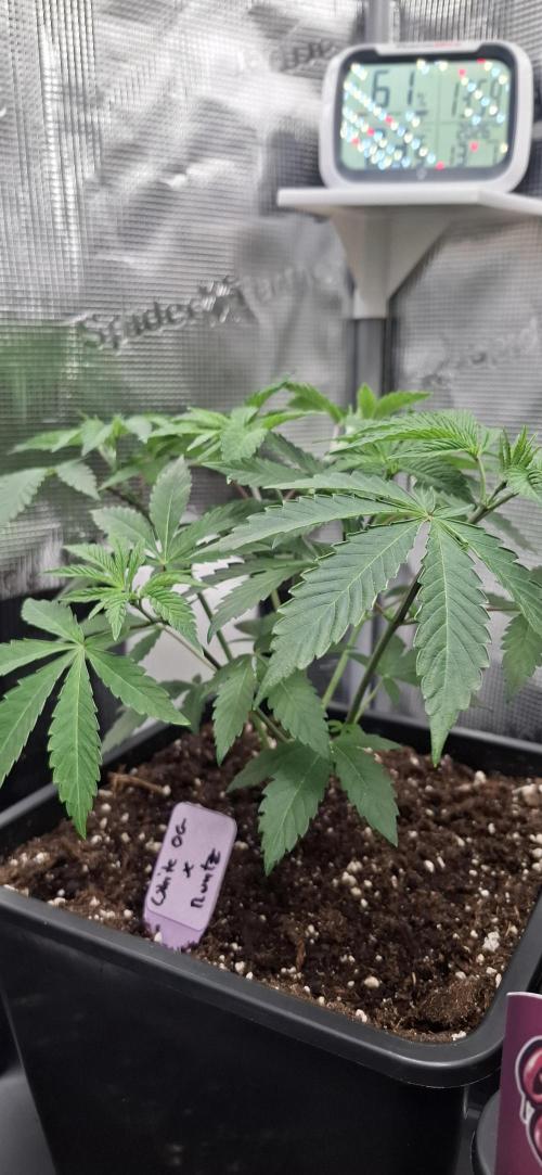 White OG x Runtz. Week 7