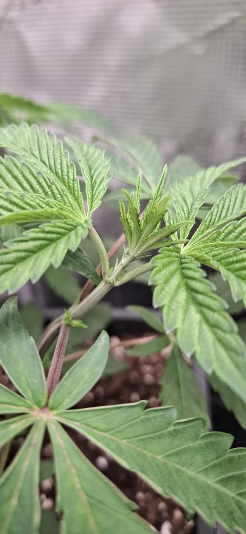 White OG x Runtz. Week 7