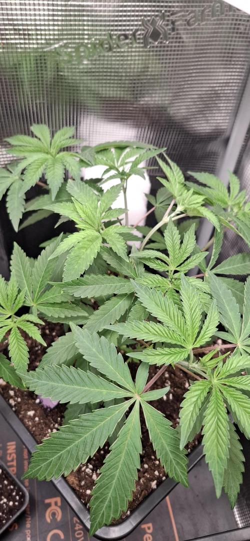 White OG x Runtz. Week 7