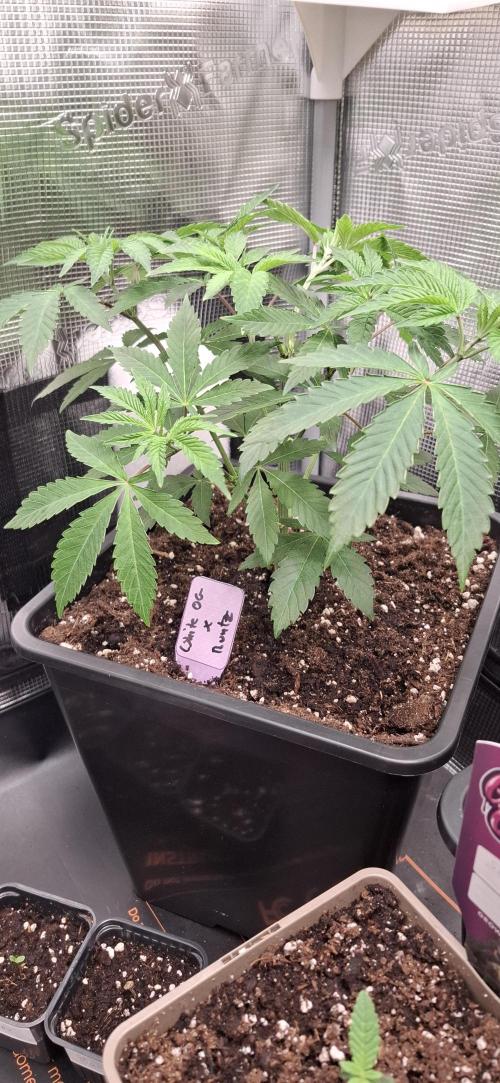 White OG x Runtz. Week 7