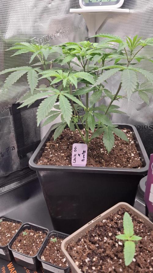 White OG x Runtz. Week 7