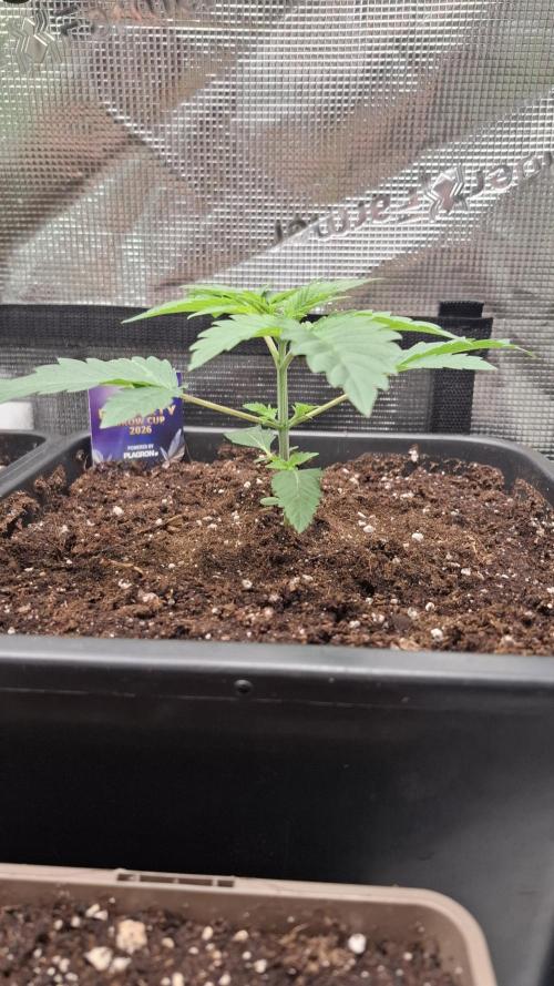 Eternity Grow Cup 26'. Week 4