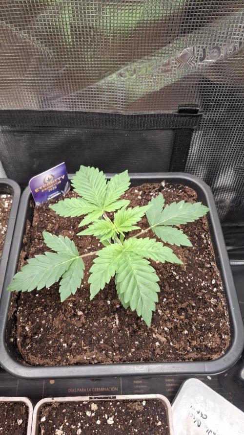 Eternity Grow Cup 26'. Week 4