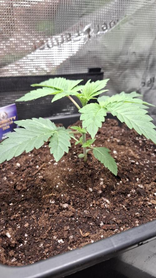 Eternity Grow Cup 26'. Week 4