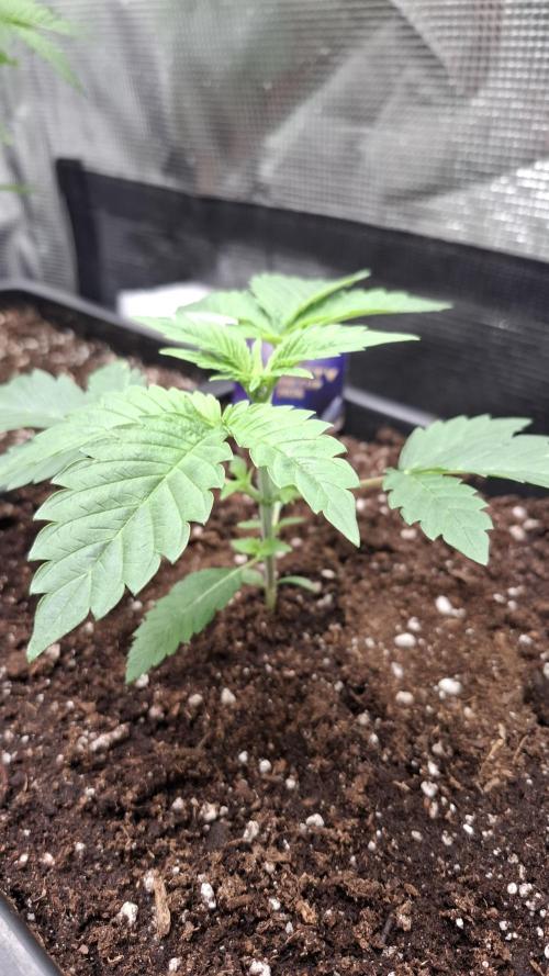 Eternity Grow Cup 26'. Week 4