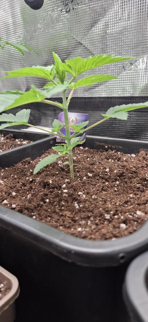 Eternity Grow Cup 26'. Week 4