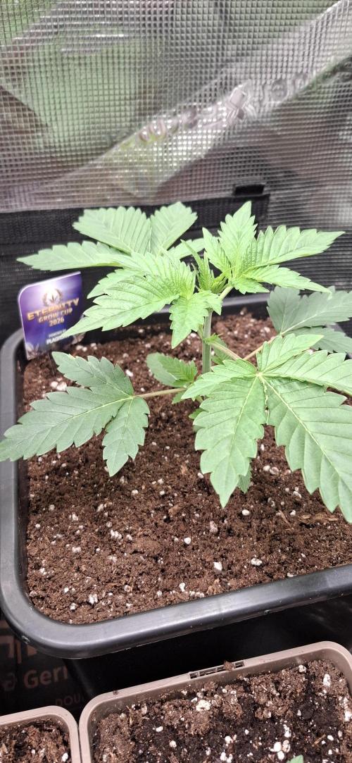 Eternity Grow Cup 26'. Week 4