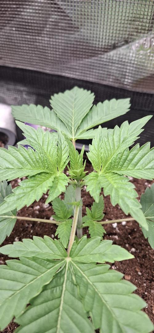 Eternity Grow Cup 26'. Week 4