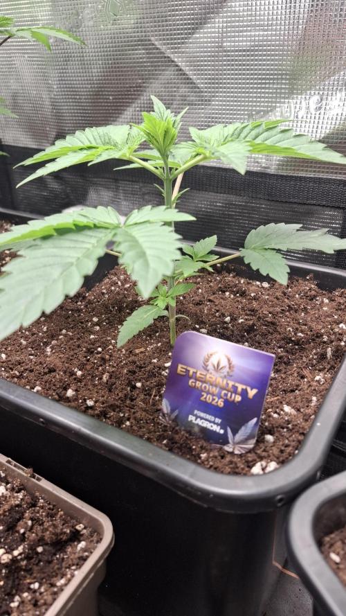 Eternity Grow Cup 26'. Week 4