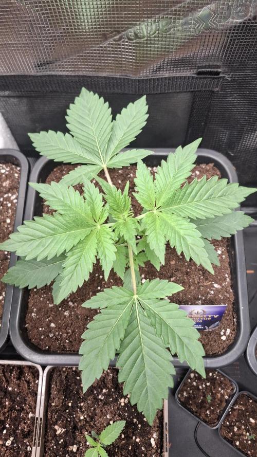 Eternity Grow Cup 26'. Week 4